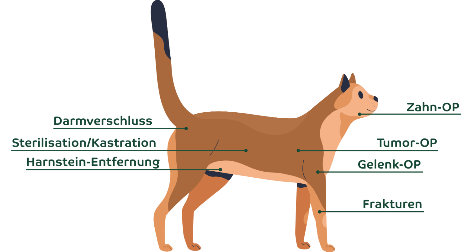 H�ufige OPs bei Katzen