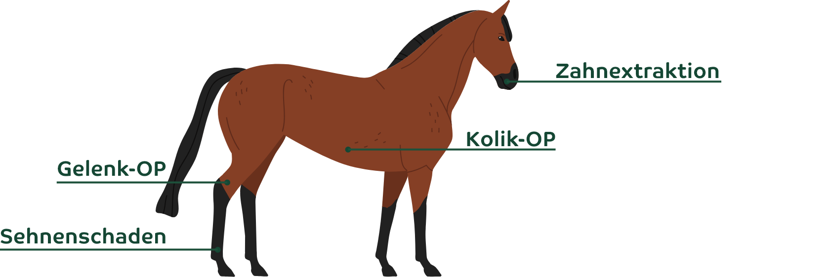Typische Pferde-OPs im berblick